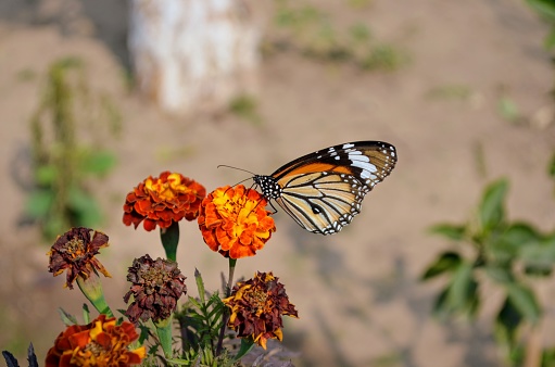 Danaus genutia, the common tiger, is one of the common butterflies of India. It belongs to the 