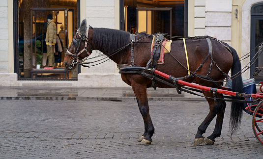 Horse-drawn carriage in Piazza di Spagna waiting for tourists. Horse-drawn carriage are also known as botticelle.