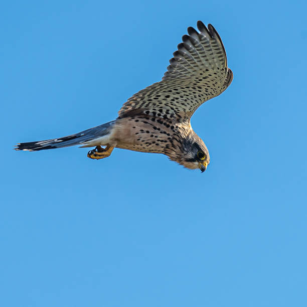 istock A bird of prey in the sky. 1969921277