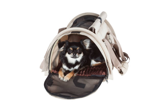istock Pet carrier bag or transport cage isolated on white background. 1969924408
