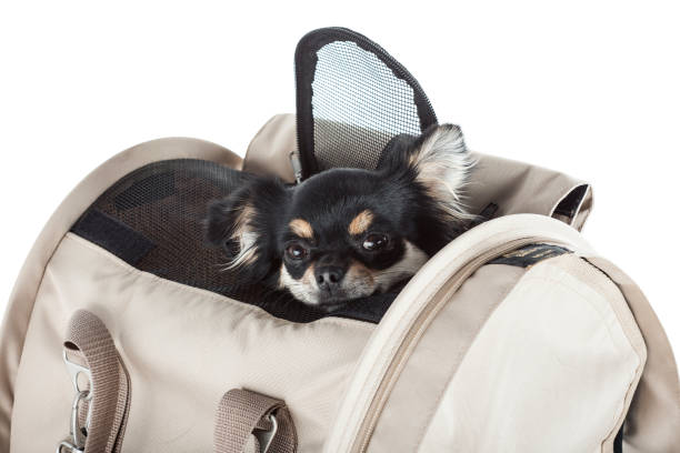 pet carrier bag or transport cage isolated on white background. - chihuahua dog pet carrier puppy - fotografias e filmes do acervo