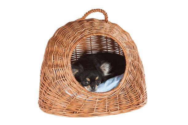 istock Wicker pet carrier or transport cage isolated on white background 1969924931