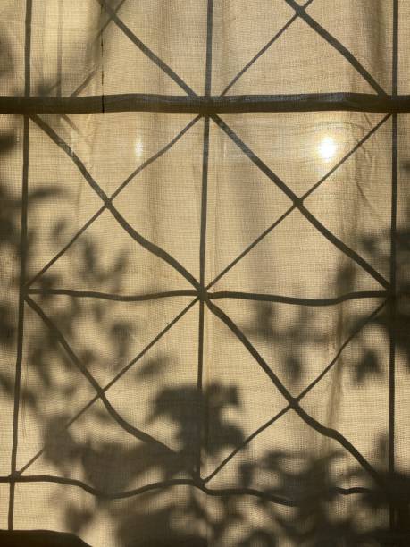 istock Leaves shadow background on concrete wall texture, leaves tree branches shade with sunlight 1969941447