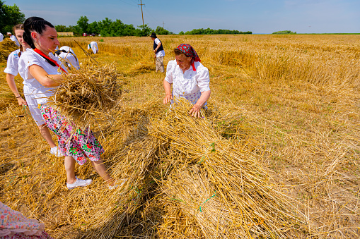 Muzlja, Vojvodina, Serbia, - July 01, 2023; Several women are collecting small sheaves of fresh mowed wheat to make a bigger pile.