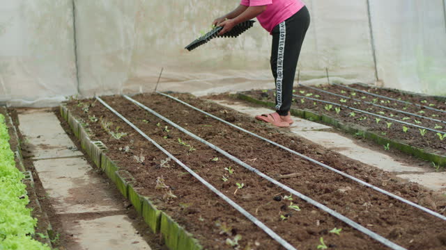 Gardener is preparing to plant seedlings in a vegetable plot, Organic farming