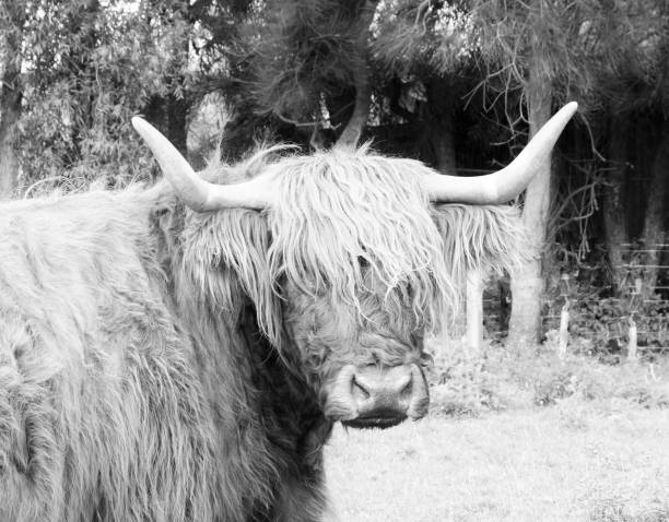 istock Highland cow standing in a grassy meadow 1969952058