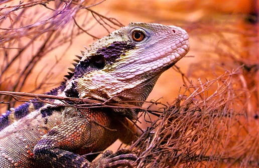 A close-up shot of an Australian water dragon