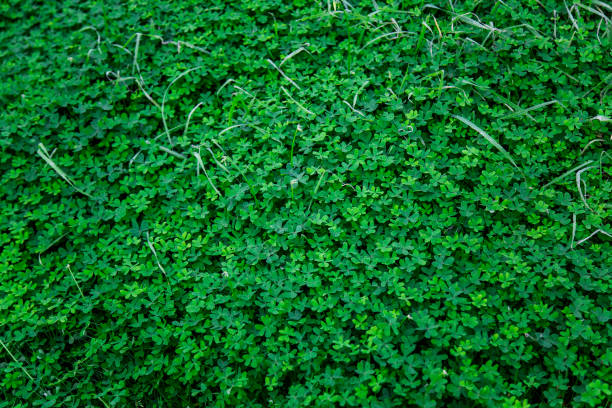 Above flat lay background of a bunch of green clover meadow. Vertical image