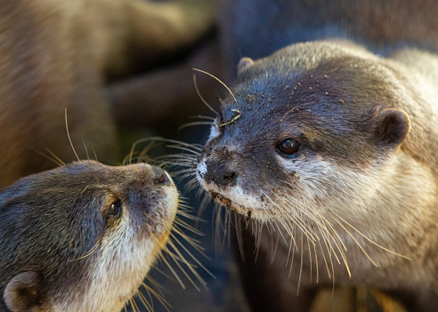 The two adorable otters engaging in playful interaction at a zoo