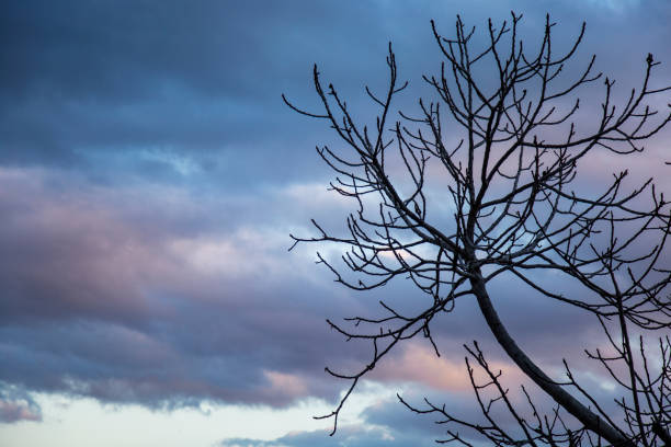 Silhouette of bare tree branches against dark cloudy sky at sunset copy space
