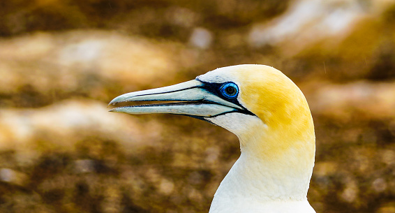 A closeup shot of a Northern gannet, Morus bassanus