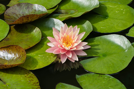 Fabulously landscaped garden pond with amazing vibrant pink-orange water lily or Perry's Orange Sunset lotus flower. Blurred background. Selective focus. Close-up of Nymphaeum with water drops.