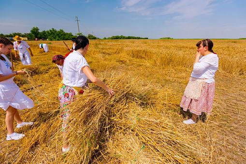 Muzlja, Vojvodina, Serbia, - July 01, 2023; Several women are collecting small sheaves of fresh mowed wheat to make a bigger pile.