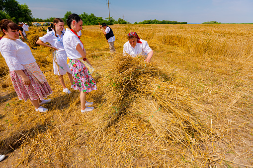 Muzlja, Vojvodina, Serbia, - July 01, 2023; Muzlja, Vojvodina, Serbia, - July 01, 2023; Several women are collecting small sheaves of fresh mowed wheat to make a bigger pile.