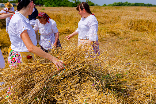 Muzlja, Vojvodina, Serbia, - July 01, 2023; Close-up of woman hand as collecting small sheaves of fresh mowed wheat to make a bigger pile.