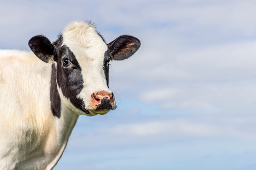 Timid young cow, looking cute, black and white, medium shot and blue background