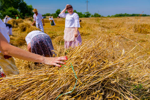 Muzlja, Vojvodina, Serbia, - July 01, 2023; Close-up of woman hand as collecting small sheaves of fresh mowed wheat