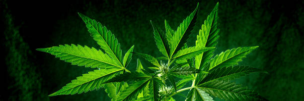 istock Cannabis plant with leaves and flowers, panoramic banner 1969963802
