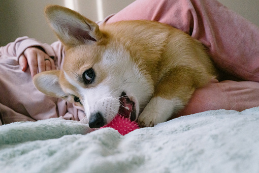 young corgi plays with a woman