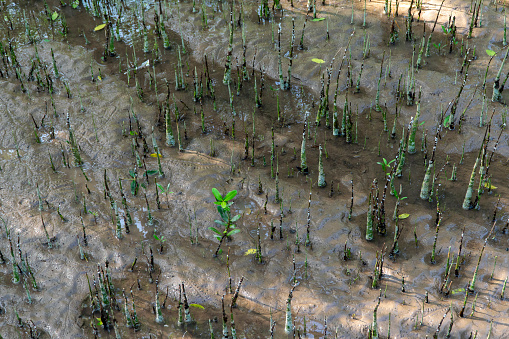 Cork tree roots grow upwards to help the tree grow well in saltwater conditions, Soc Trang mangrove forest, Vietnam