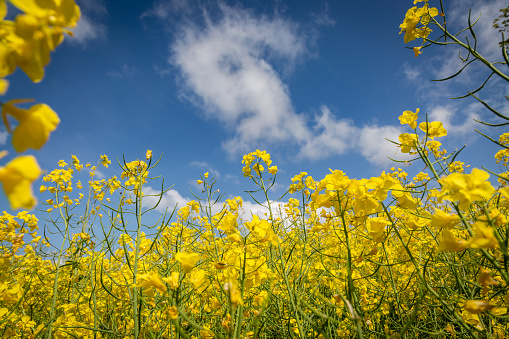 Canola crops in springtime, with a blue sky overhead