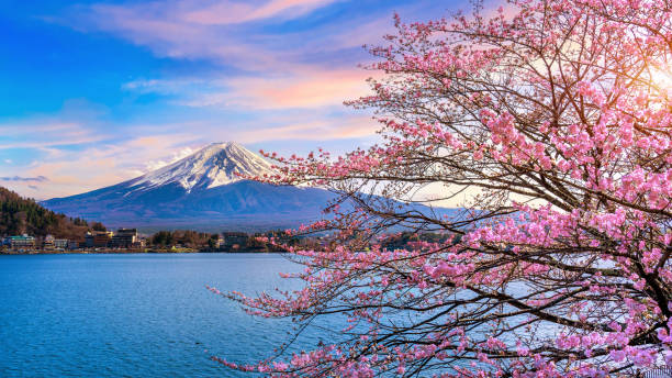 후 지 산과 벚꽃, 일본. - japan cherry blossom 뉴스 사진 이미지