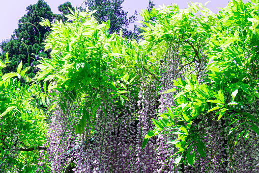 wisteria flowers