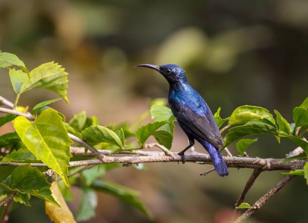 istock Purple sunbird male (Cinnyris asiaticus). 1970022237