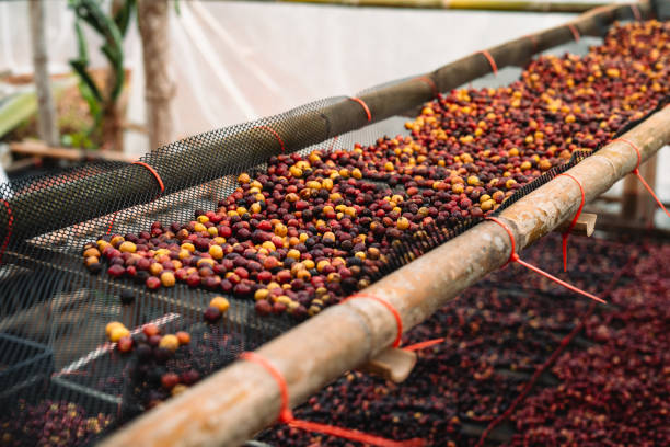 istock Coffee cherry beans are drying in the greenhouse 1970035147