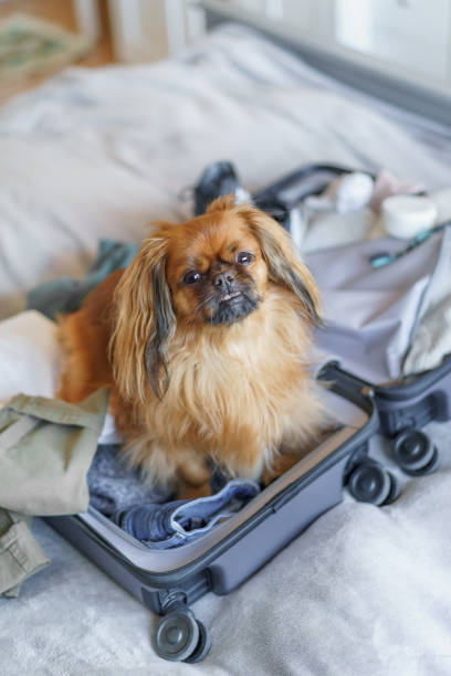 istock A Tibetan spaniel climbed into the suitcase packed with clothes and waiting for a journey. 1970037353
