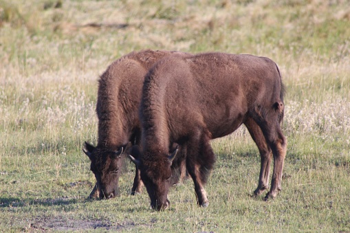 Two juvenile wild American bison from the primary herd, grazing together, pictured in Yellowstone National Park.
