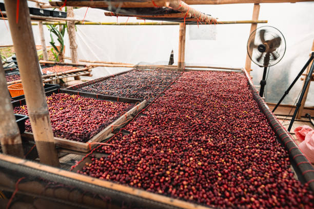 istock Coffee cherry beans are drying in the greenhouse 1970044217