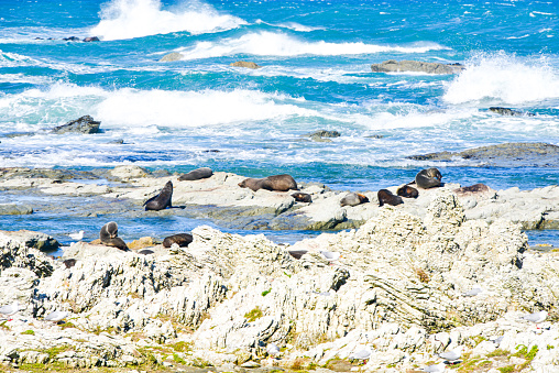 Seal Colony in Kaikoura, New Zealand