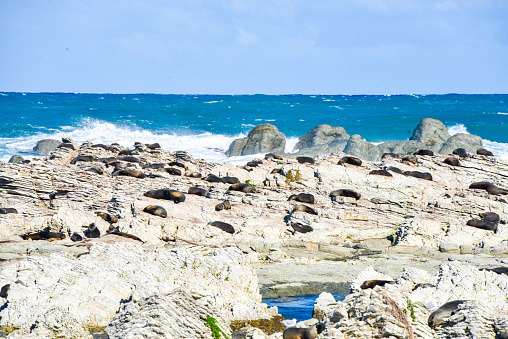 Seal Colony in Kaikoura, New Zealand