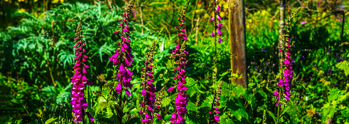 Beautiful hanging purple to red colored Fuchsia flowers in a garden.