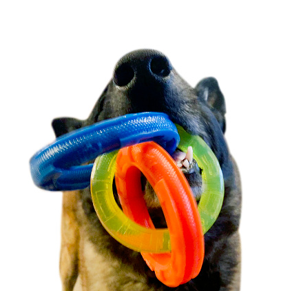 Large shepherd dog with plastic toy in mouth closeup of face, photo isolated in white with clipping path. Dutch shepherd dog with three ring toy in blue, orange and yellow.