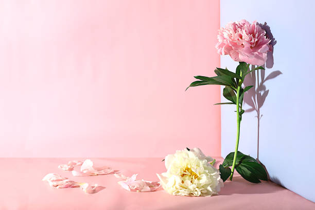 istock Stage for demonstrating product and business concept. Minimal modern aesthetics. Abstract floral arrangement, empty podium for product and fresh peony flowers 1970080156