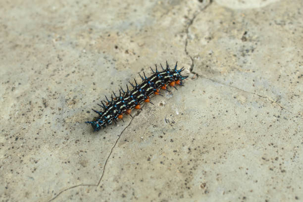 The larvae of the moth live on wild plants in North China