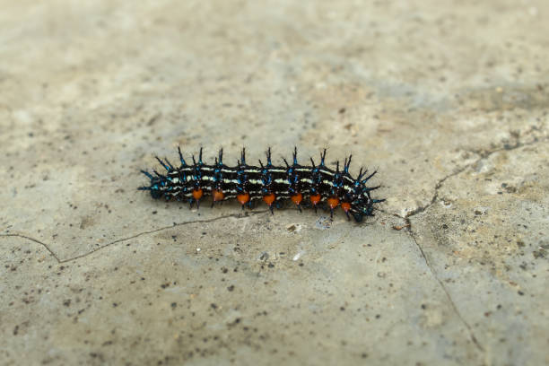 istock Junonia coenia caterpillar with the scientific name common buckeye 1970090258