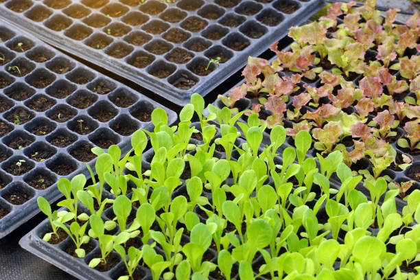 Cos Lettuce and Red Oak seedlings in black trays are grown and strong enough to be planted in the ground or in pots. Soft and selective focus.