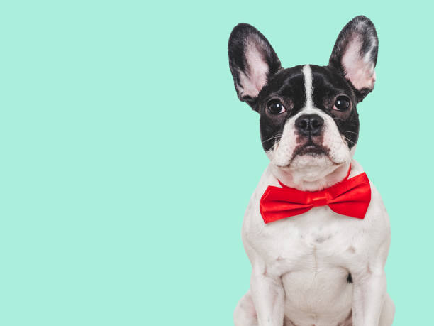 istock Cute puppy and bright bow tie. Close-up, indoors 1970096541