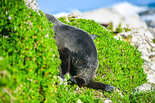 Seal Colony in Kaikoura, New Zealand