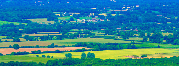 wild flowers south downs kent england uk