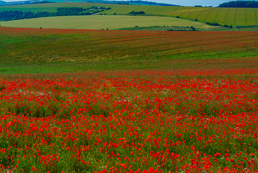 close up of red poppy flowers in a field