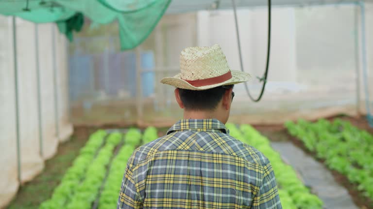 Asian man walking holding carries a basket and picks vegetables on a farm