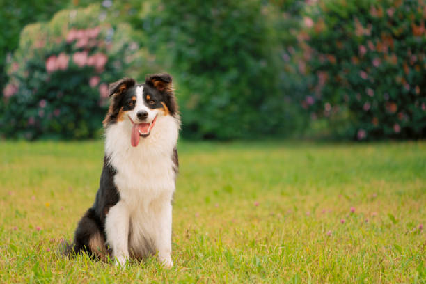 istock Happy Australian Shepherd with open mouth sitting on grass, front view 1970113830