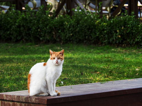 A funny short-haired red and white street cat sits on the street in the park and looks at the camera. Homeless cat on a background of green grass. No people. Place for text, copy space