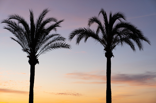 Two palm trees and a bench against a picturesque sunset backdrop overlooking the serene sean