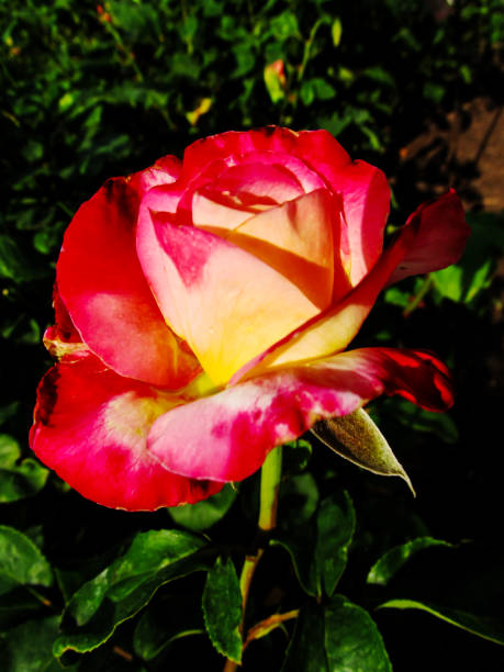 una doppia varietà di rosa rosa e gialla. - rosemary flower single flower flower head foto e immagini stock
