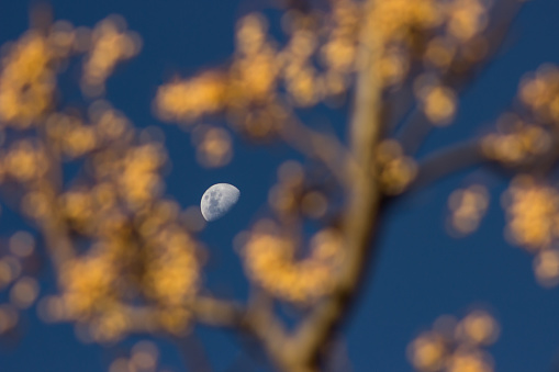 The moon as seen throught the branches of a Seringa tree, filled with yellow berries.